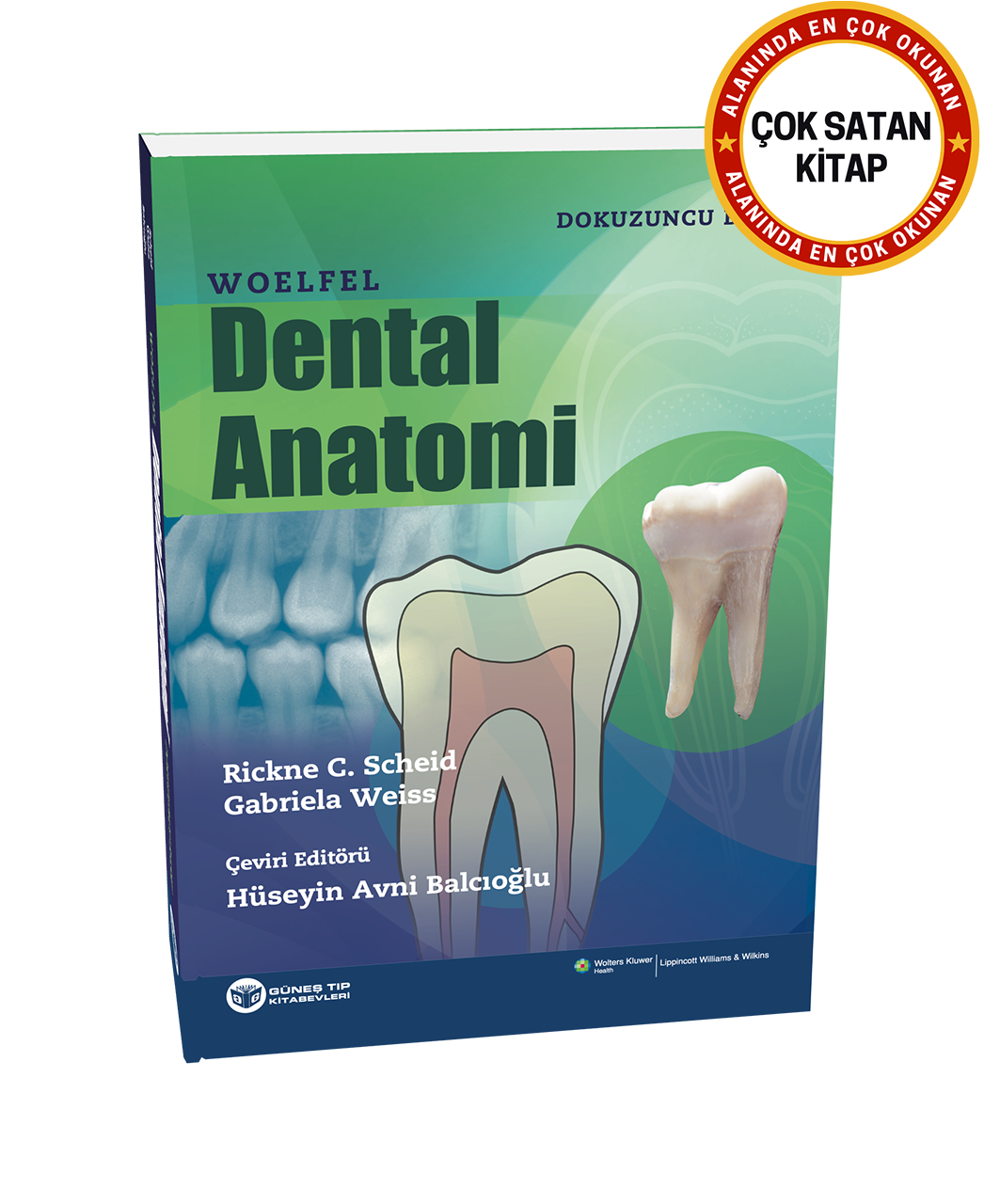 Woelfel Dental Anatomi