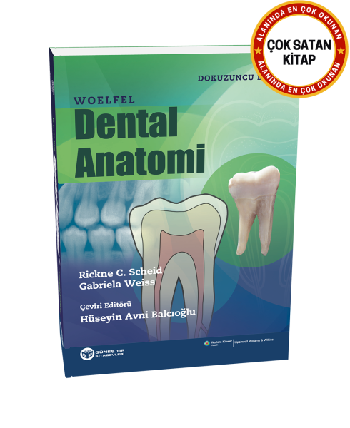 Woelfel Dental Anatomi