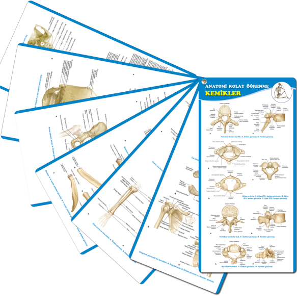 Anatomi Kolay Öğrenme – Kemikler Cep Kartı